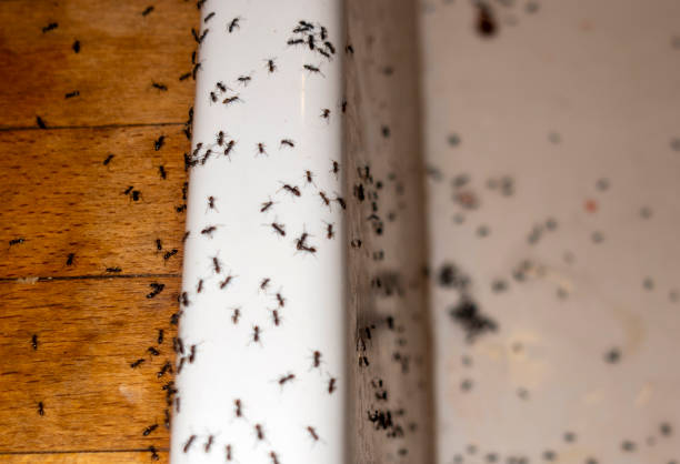 Best Wildlife Control Services  in Pomeroy, OH