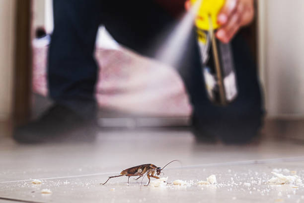 Best Rat Extermination Near Me  in Pomeroy, OH